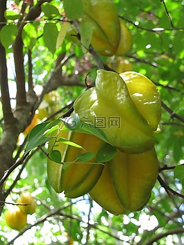 明星水果,厂,热带
