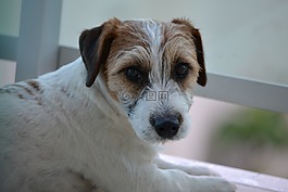 狗,小獵犬,羅素