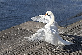 天鵝,翼,鳥