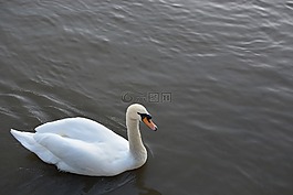 鳥,河,水
