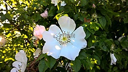 日落,野生玫瑰,开花
