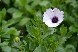 花,葉子,芽