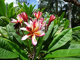 花,假期,夏季