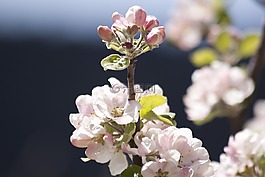 蘋果花,盛開,鮮花