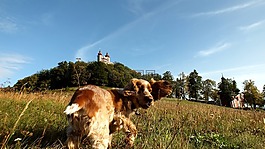 狗,旅行,紀(jì)念碑
