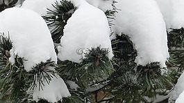 冬天,雪,松