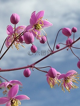 粉紅色,花,自然