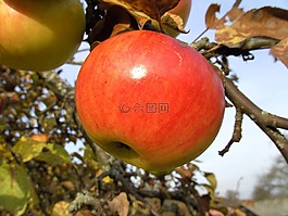 蘋果,蘋果樹,秋季