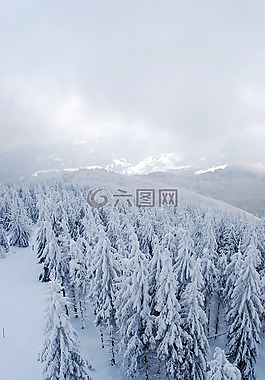 冬季,山,森林