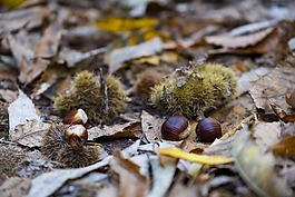 秋季,葉子,板栗