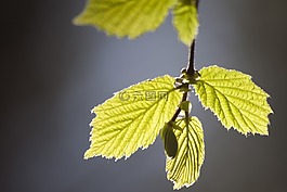 叶子,年轻,芽
