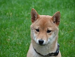 狗,遠程訪問,柴犬