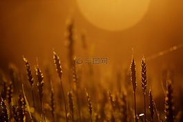 現(xiàn)場(chǎng),太陽(yáng),小麥