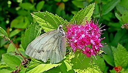 性質(zhì),花,昆蟲