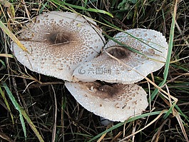 蘑菇,森林,秋季