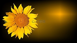 太陽花,生日賀卡,太陽致敬