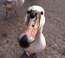 水禽,天鵝,鳥
