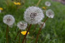 性質(zhì),草坪,夏天