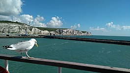 海鷗,海,濱