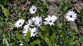 鮮花,白,春