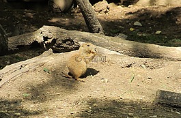 草原土撥鼠,肖像,關(guān)閉了