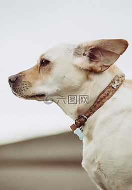 白,狗,動物
