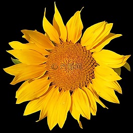 太陽(yáng)花,花,黃色