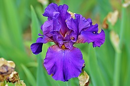 虹膜,鳶尾花,花