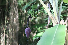 食品,自然,性質(zhì)