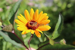 花,黃色,蜜蜂