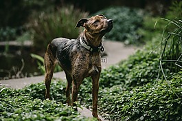 狗,動物,寵物