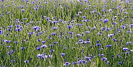 矢車菊,鮮花,田野的走獸