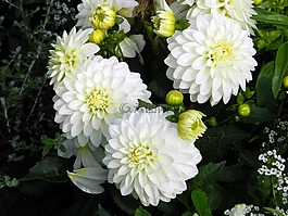 花园,鲜花,白人女孩