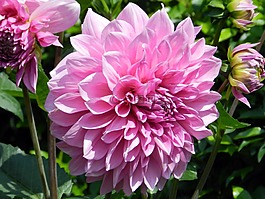花卉,花園,植物學家