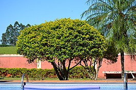 花園,樹,植物