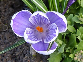 花,開花,紫