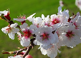 杏仁开花,花,自然