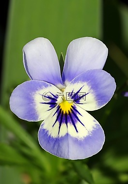 潘茜,花,藍色