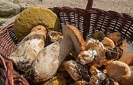 蘑菇,ceps,绵羊的脚