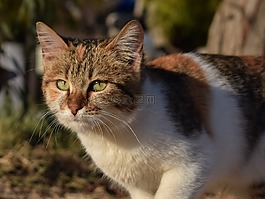 貓,迷路,動物