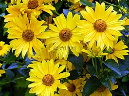 花園,鮮花,黃色
