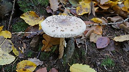 蘑菇,秋季,森林