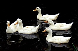 艾爾斯伯里的鴨子,游泳,鳥