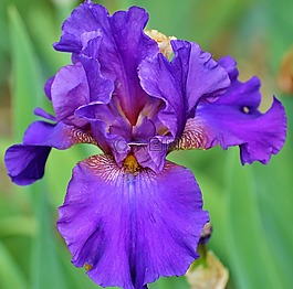 虹膜,鳶尾花,花