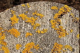 青苔,stempen,混凝土
