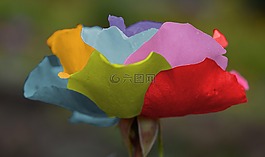 玫瑰,花,自然