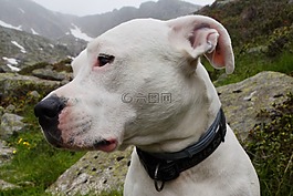 狗,動物肖像,寵物