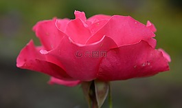 玫瑰,花,自然