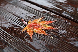 秋天的樹(shù)葉,秋季,樹(shù)葉