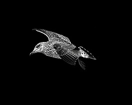 海鷗,黑,白